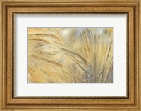 Framed Foxtail