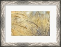 Framed Foxtail