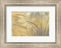 Framed Foxtail