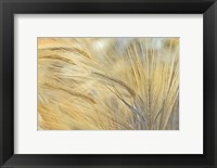 Framed Foxtail