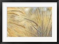 Framed Foxtail