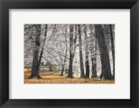 Framed Autumn Trees And Leaves