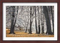 Framed Autumn Trees And Leaves