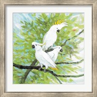 Framed Cockatoos