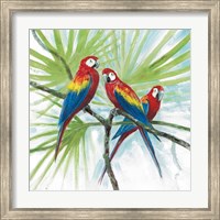 Framed Parrots