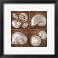 Framed 'Seashells Treasures I' border=
