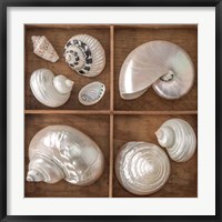 Framed Seashells Treasures I