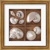Framed 'Seashells Treasures I' border=