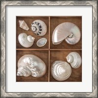 Framed Seashells Treasures I