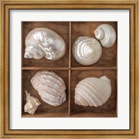 Framed Seashells Treasures II