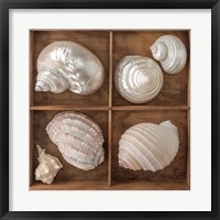 Framed Seashells Treasures II