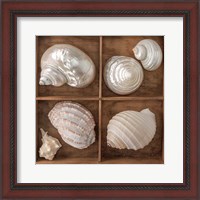 Framed Seashells Treasures II