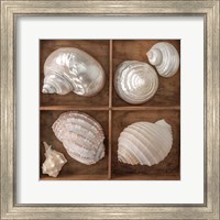 Framed 'Seashells Treasures II' border=