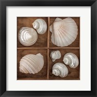 Framed 'Seashells Tresasures III' border=