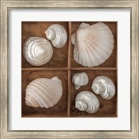 Framed Seashells Tresasures III