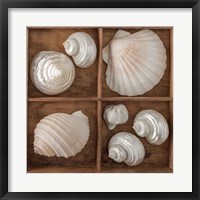 Framed Seashells Tresasures III