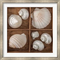 Framed Seashells Tresasures III