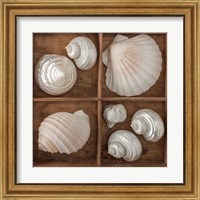 Framed 'Seashells Tresasures III' border=