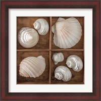 Framed 'Seashells Tresasures III' border=