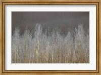 Framed Silver Forest