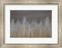 Framed Silver Forest