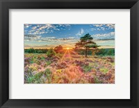 Framed Heathland Sunset