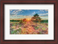 Framed Heathland Sunset