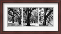 Framed Oak Tree Study