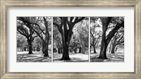 Framed Oak Tree Study