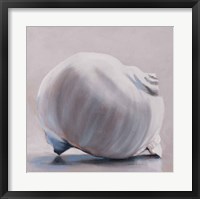 Framed Moon Snail