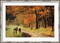 Framed Autumn's Morning Light