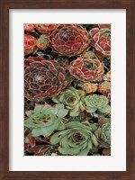 Framed Succulent Collection I