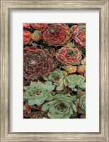 Framed Succulent Collection I