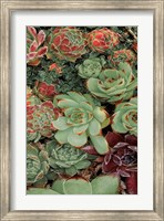 Framed Succulent Collection II