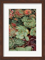 Framed Succulent Collection II