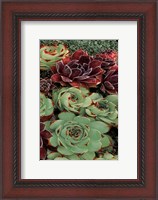 Framed Succulent Collection III
