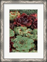 Framed Succulent Collection III