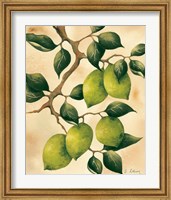 Framed Italian Harvest - Limes