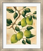 Framed Italian Harvest - Limes