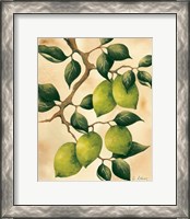 Framed Italian Harvest - Limes