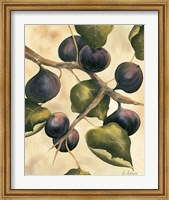 Framed Italian Harvest - Figs