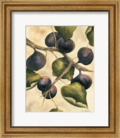 Framed Italian Harvest - Figs