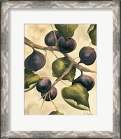 Framed Italian Harvest - Figs