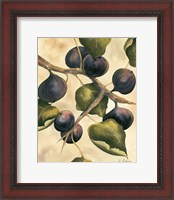 Framed Italian Harvest - Figs