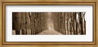 Framed Shimmering Forest