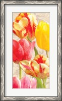 Framed Glowing Tulips I