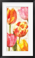 Glowing Tulips II Framed Print