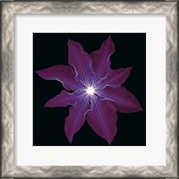 Framed Clematis