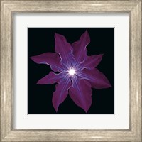 Framed Clematis