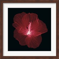 Framed Hibiscus